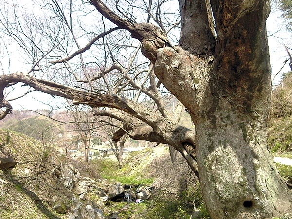 a0109537_4be38e6f24670.jpg?type=w966