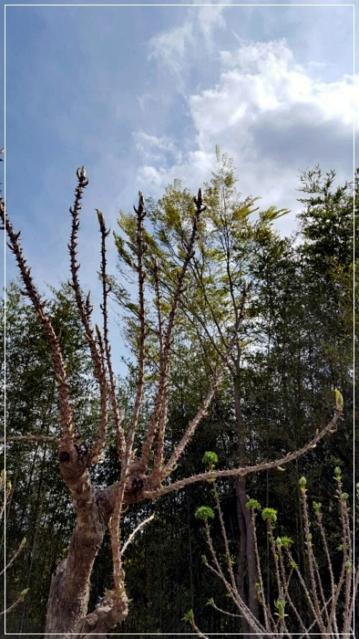 a0109537_58f6177949b39.jpeg?type=w966