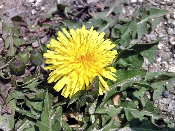 a0109537_4be38e826620f.jpg?type=w966