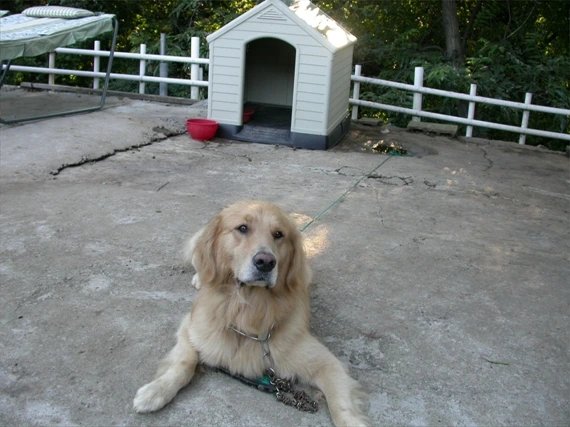 a0109537_4987942377f6b.jpg?type=w966