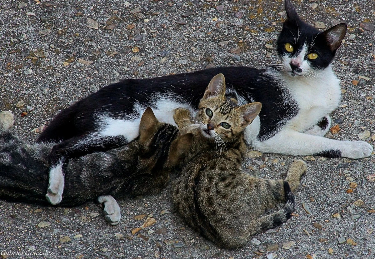 cats_animals_photo_g_gatos_animales_a77_gphoto-469799.jpg!d