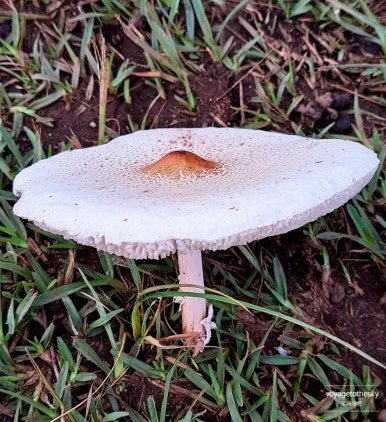 SE-4728a513-ab89-4a07-863d-e73ebd334c32.jpg?type=w386