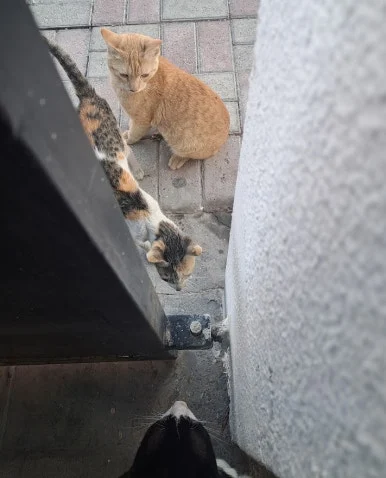 20241227_162713_(1).jpg?type=w386