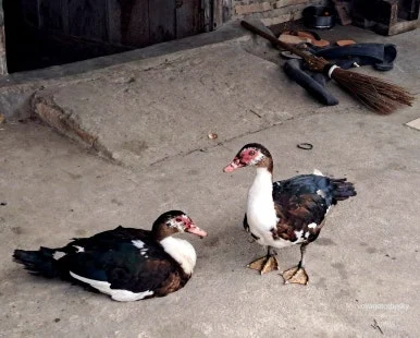 SE-05b5c4ab-1297-4d90-9738-388c3777eca1.jpg?type=w386