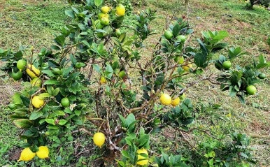 SE-d4a6b9d5-01b7-4b55-adcc-b8b7d4da46b5.jpg?type=w386