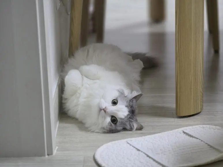 20251125_084437.jpg?type=w773