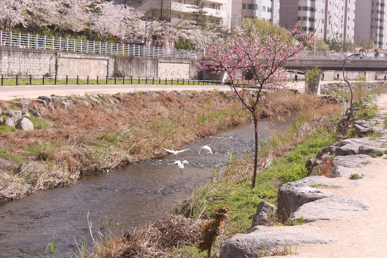 김지인 당현천 (27).JPG