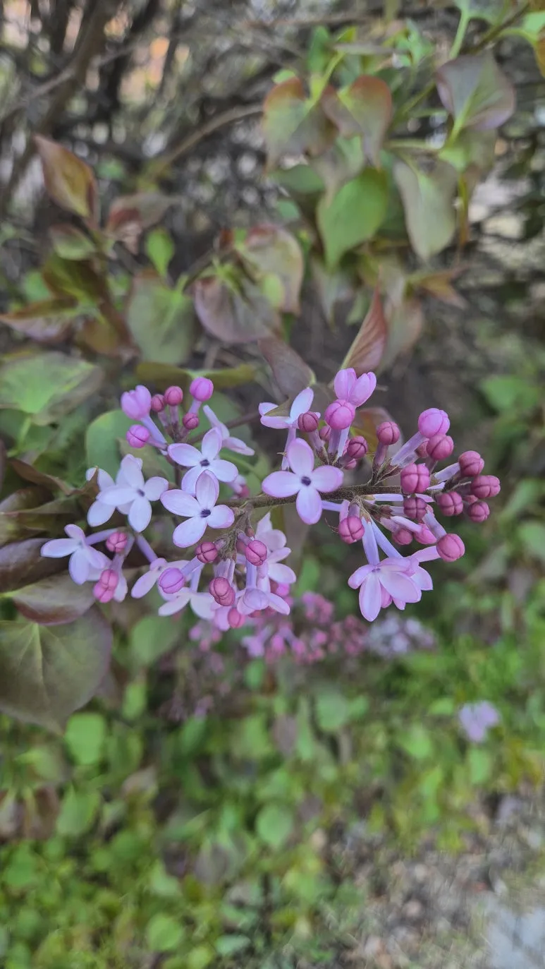 KakaoTalk_20250423_090012908_11.jpg?type=w773