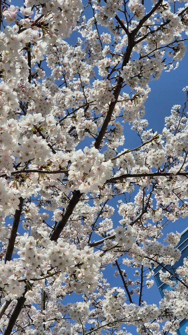 KakaoTalk_20250423_090012908_07.jpg?type=w773