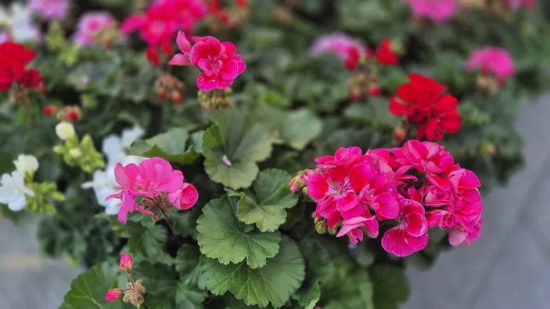 KakaoTalk_20250423_090012908_17.jpg?type=w773