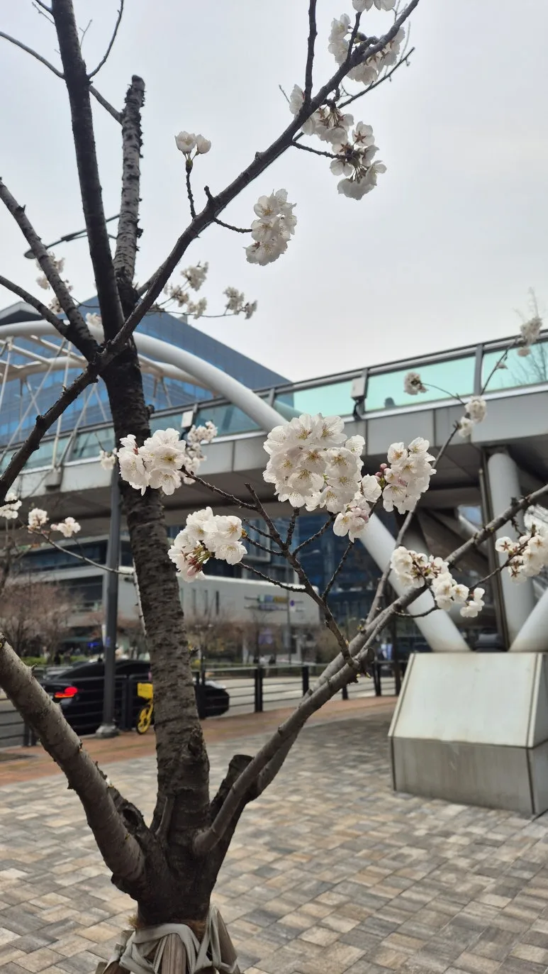 KakaoTalk_20250423_090012908.jpg?type=w773