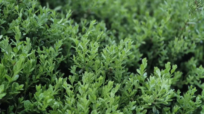 KakaoTalk_20250423_090012908_20.jpg?type=w773