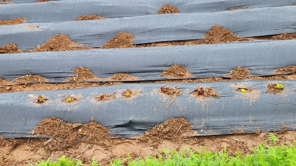 KakaoTalk_20250422_151937053_02.jpg?type=w966