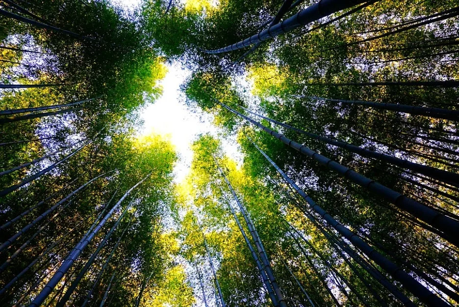 SE-13e4f17d-c436-45f2-a6a9-6628643b8d89.jpg?type=w1