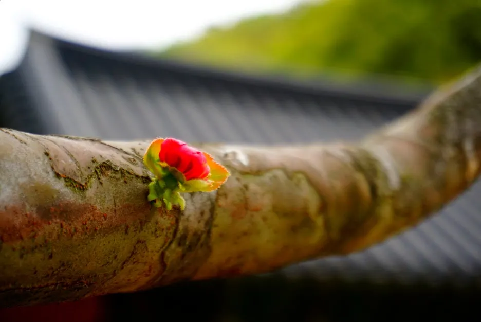 SE-e4a04fbd-8010-4be0-9f5c-95f8dc361520.jpg?type=w1