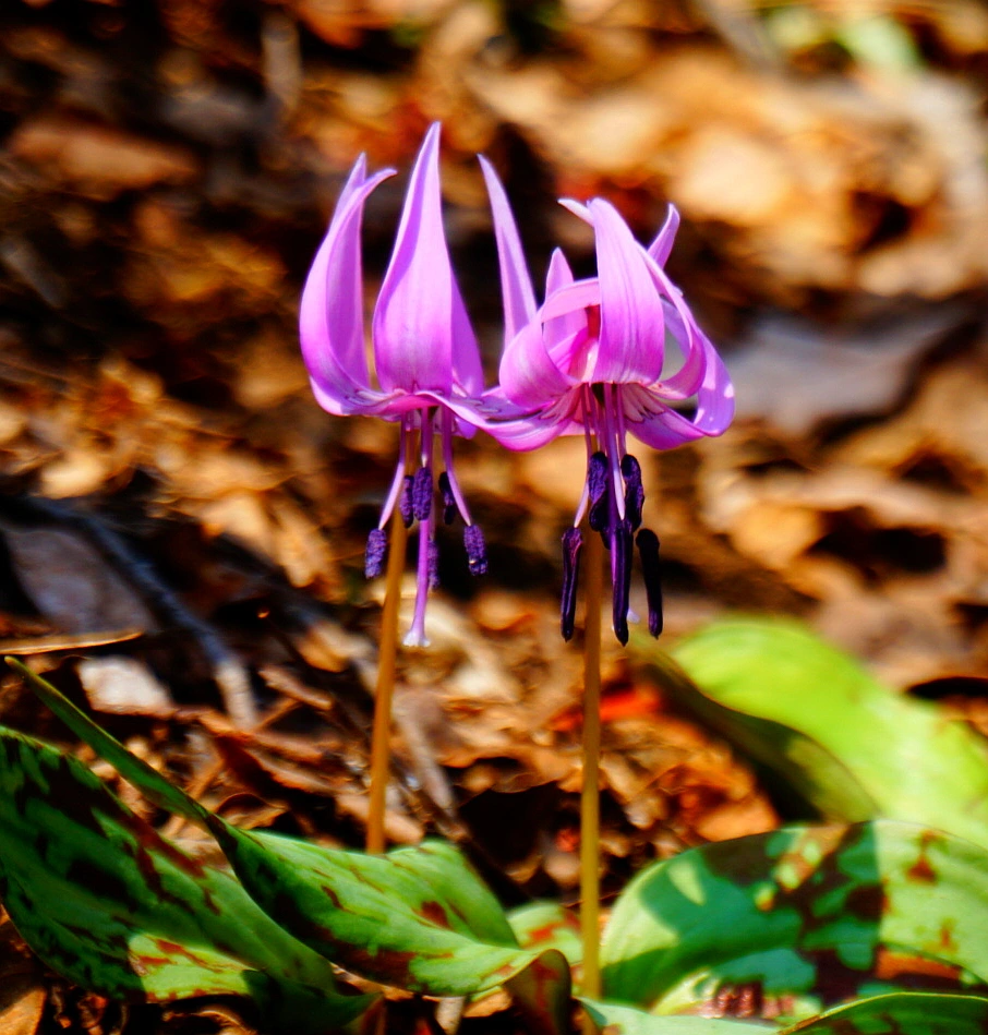 SE-01159729-5fc9-4395-b95d-22efeb5465cf.jpg?type=w1