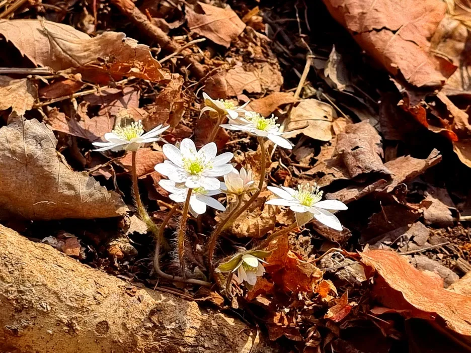 SE-54befbe6-c3ad-4b4e-bf1b-03434eeb9ee3.jpg?type=w1