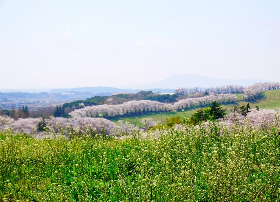 SE-75de0a7c-84ee-45d2-b381-afd1c257849a.jpg?type=w966