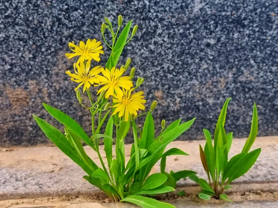 SE-e674f4e1-d9cb-44ab-9e64-4a13a575ec92.jpg?type=w1