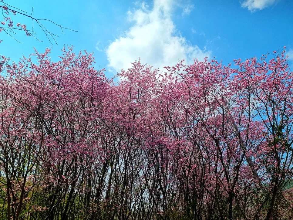 SE-8bf57cc7-c5ee-489b-9613-645c7830931d.jpg?type=w966