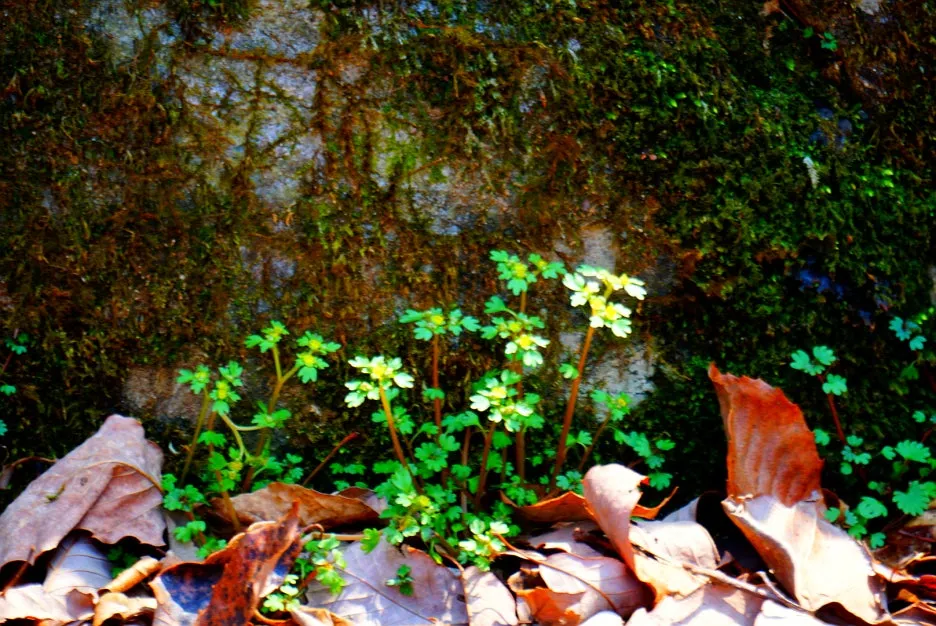 SE-f88d8c70-d136-4622-9be7-5082056ee7b7.jpg?type=w1