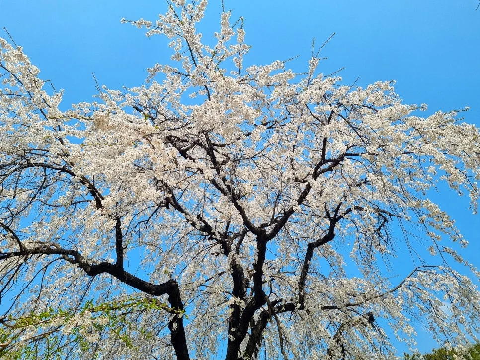 SE-71dde032-27c6-4fb7-8f34-9373b859fc59.jpg?type=w966