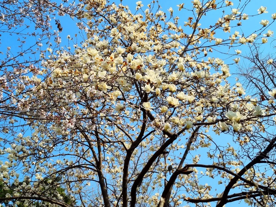 SE-53b023bd-a2fd-461b-b8e7-8ee8dd2f03ca.jpg?type=w1