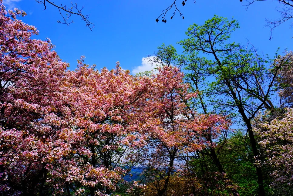 SE-f8b6898b-af75-45b2-ae91-ebd77902ccdc.jpg?type=w966