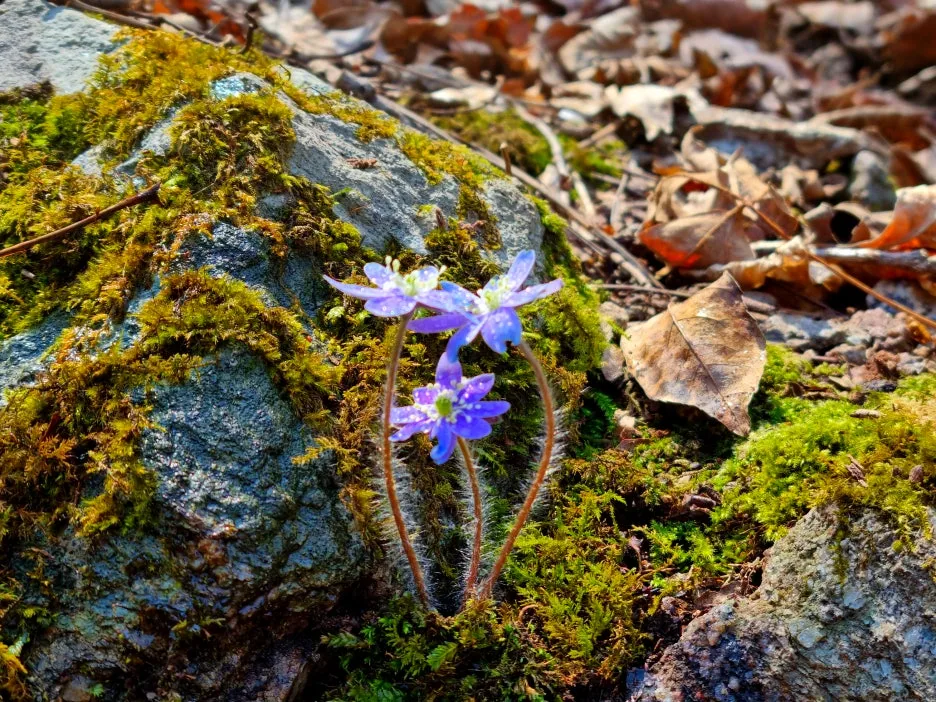 SE-ed0fad2b-c9e4-48c3-bfc5-5673615019a6.jpg?type=w1