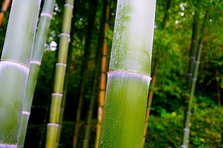 SE-3369bf78-9974-47c1-a18c-2a3419d73cd2.jpg?type=w1