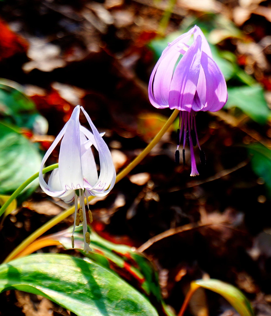 SE-1d15b386-9b4c-4a58-ad90-0fc8ea617850.jpg?type=w1