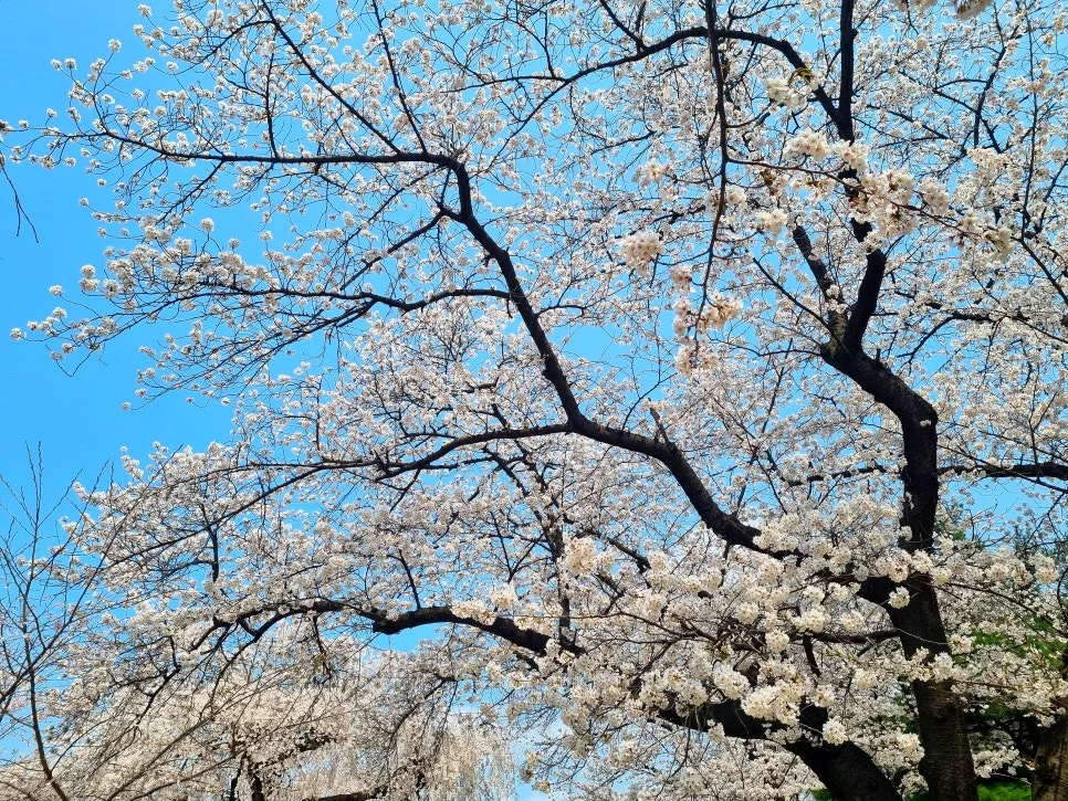 SE-ef258a0c-5811-4b2b-ae37-e40403e7c8c3.jpg?type=w966