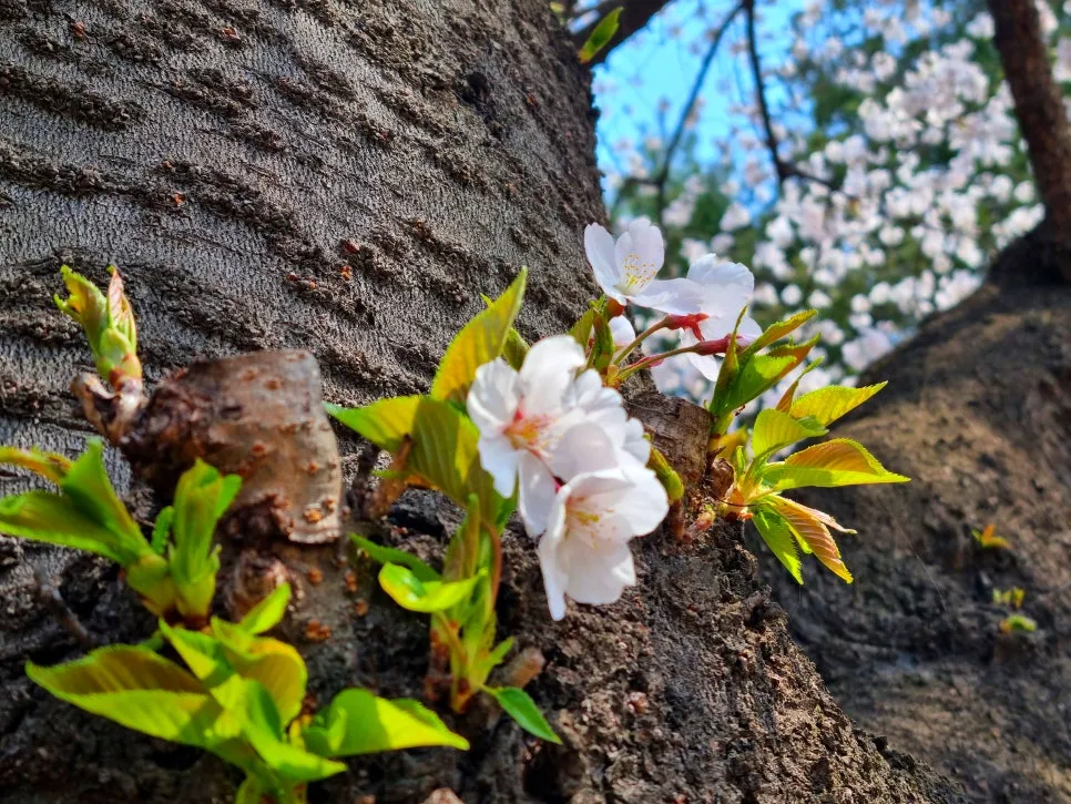 SE-ac0980c2-ecf7-4b3f-9733-4474801558ec.jpg?type=w966