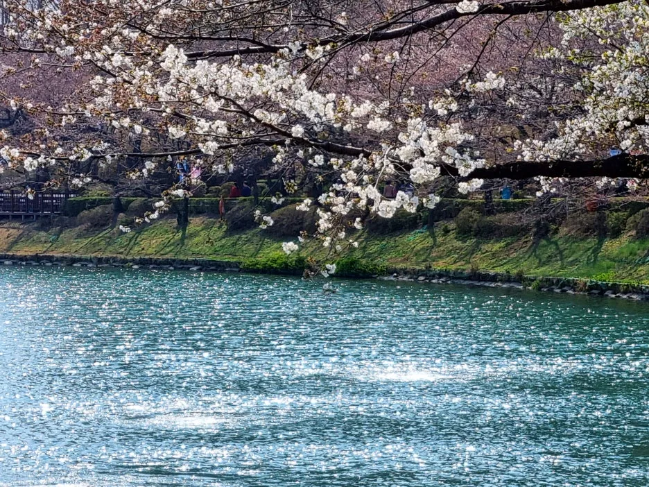 SE-d5bc9b5c-678f-47b4-9783-ab4ace21aeb5.jpg?type=w1