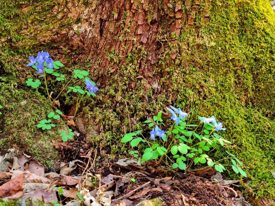 SE-a62e7525-599f-4718-813a-6bd74ed21987.jpg?type=w1