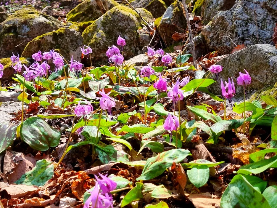 SE-6c4ccd22-34e0-437f-91bd-f7dcbd7d158c.jpg?type=w1