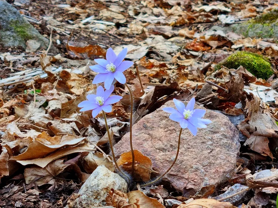 SE-c790fba4-8249-4985-9dac-daae2021da45.jpg?type=w1