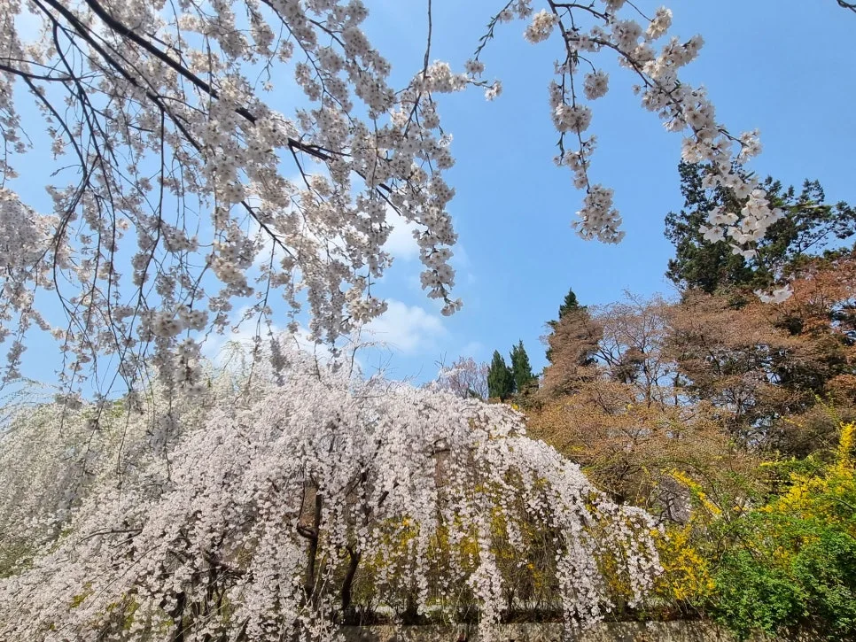 SE-957512d8-0045-4b08-b842-fc063c4118ce.jpg?type=w966