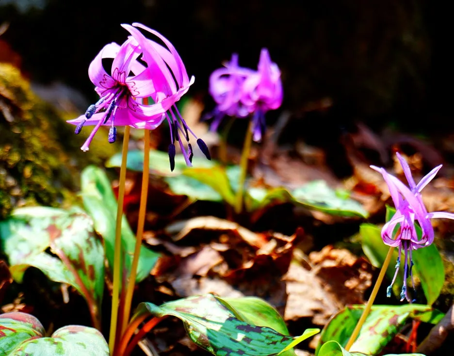 SE-71a2a9ee-e9d0-4311-9c65-f93552cb99f9.jpg?type=w1