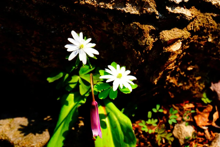 SE-34767438-ad41-4d52-925b-f8995cc8cc2d.jpg?type=w1