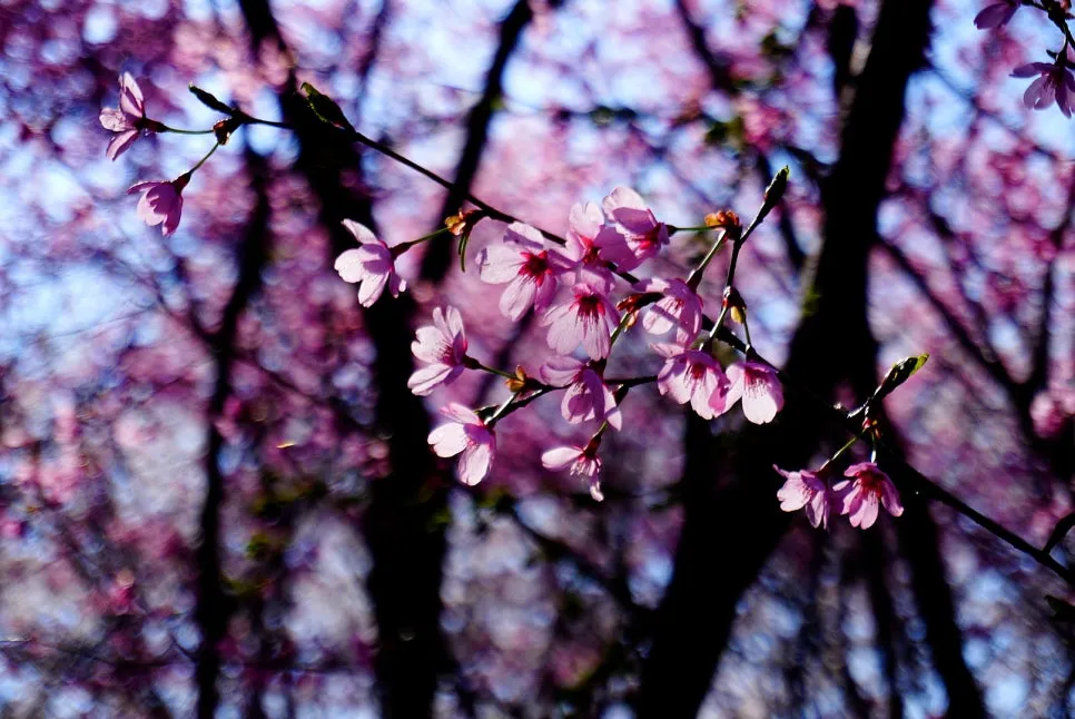 SE-8ffba7f9-23d3-4f26-aa59-23ed72563003.jpg?type=w966