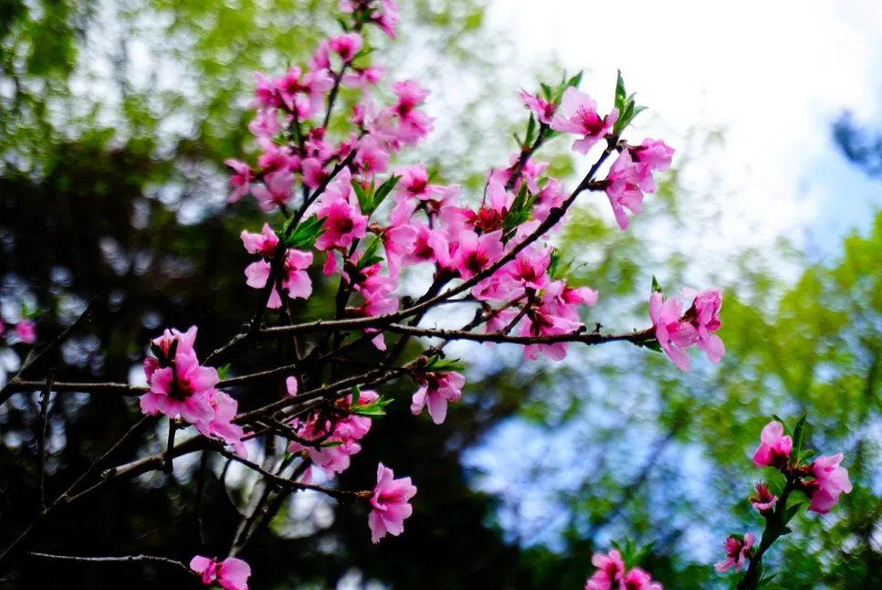 SE-6b1754d7-883d-465b-abc1-9ce71b514d62.jpg?type=w966