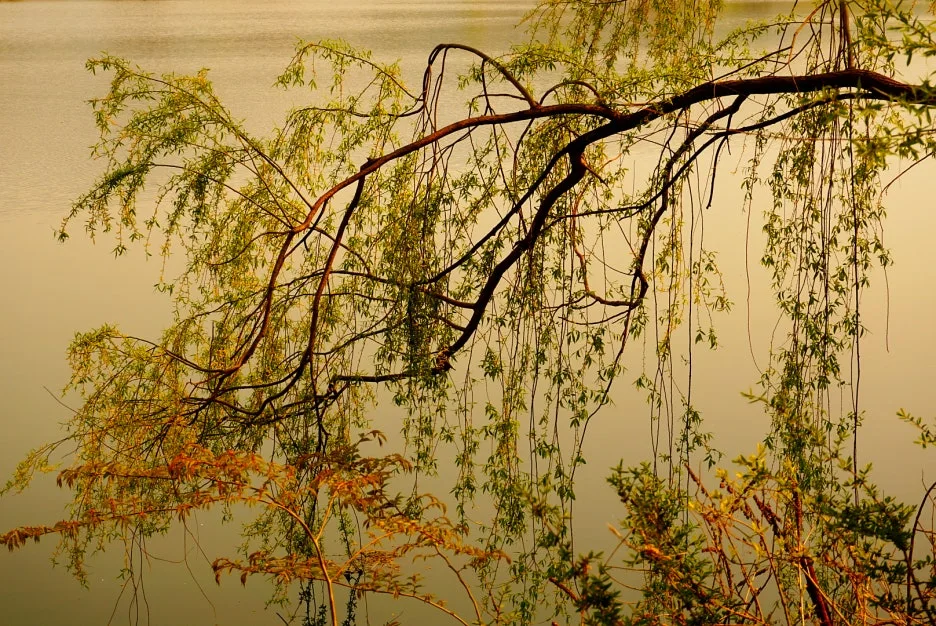 SE-7a4bf375-71d4-4fa8-858a-9dd40d7c0535.jpg?type=w1