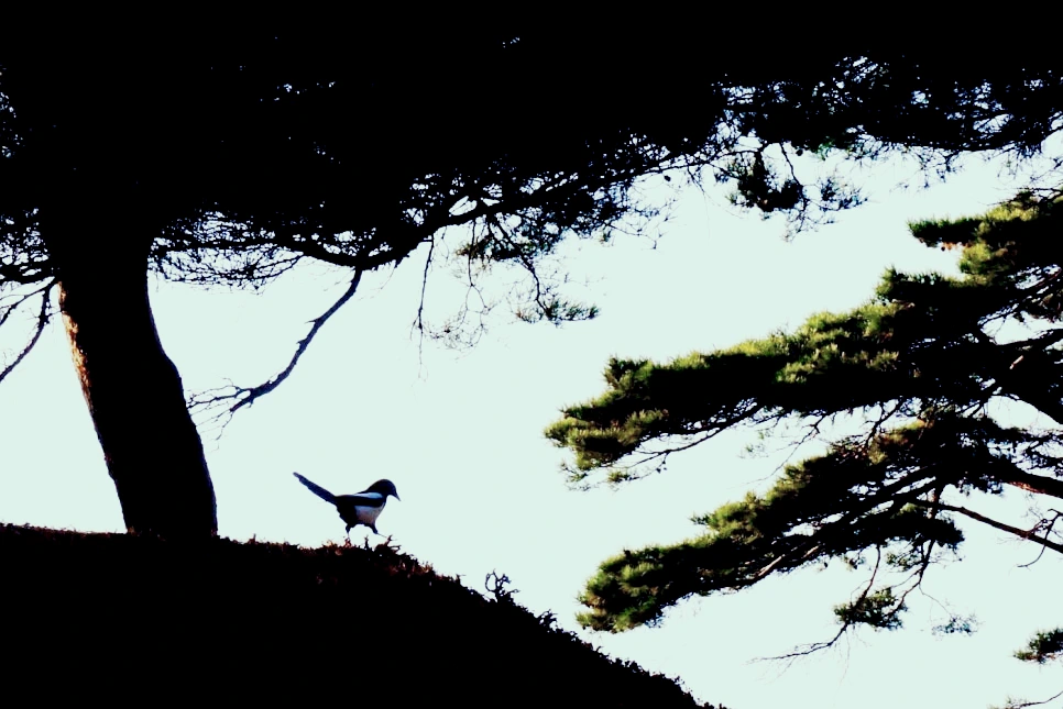 SE-97922b88-9a3f-46f4-bcdc-5b13fb567de1.jpg?type=w966