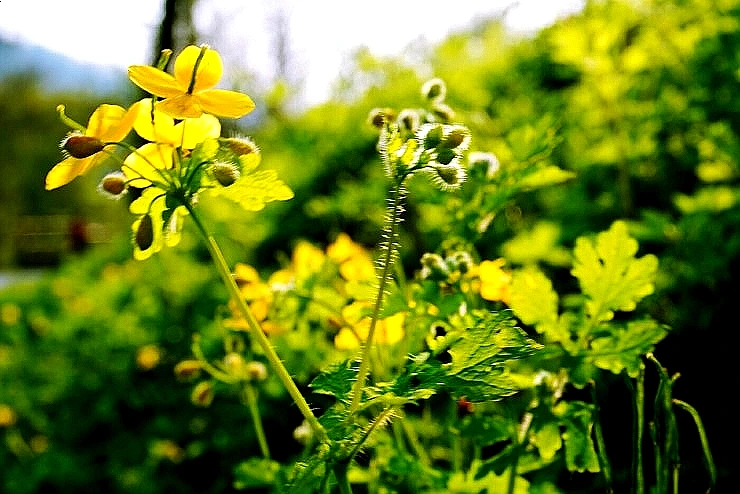 SE-59d0ddf8-e736-4229-b279-d9da19760025.jpg?type=w966