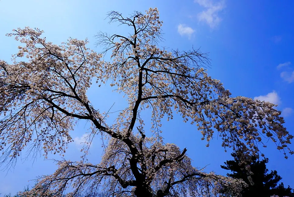 SE-239fcb15-c441-451e-b77d-c0698696ea71.jpg?type=w966