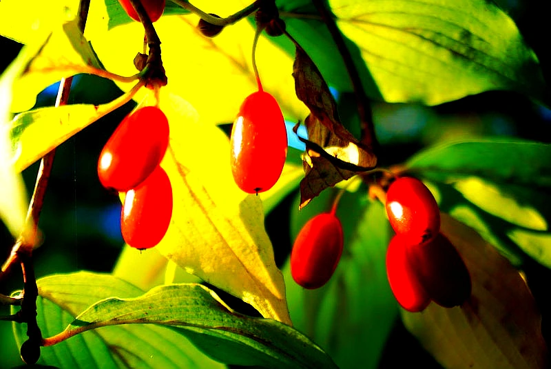 SE-18dd3fb2-38d6-4f37-84b0-b5ef38315bb5.jpg?type=w966