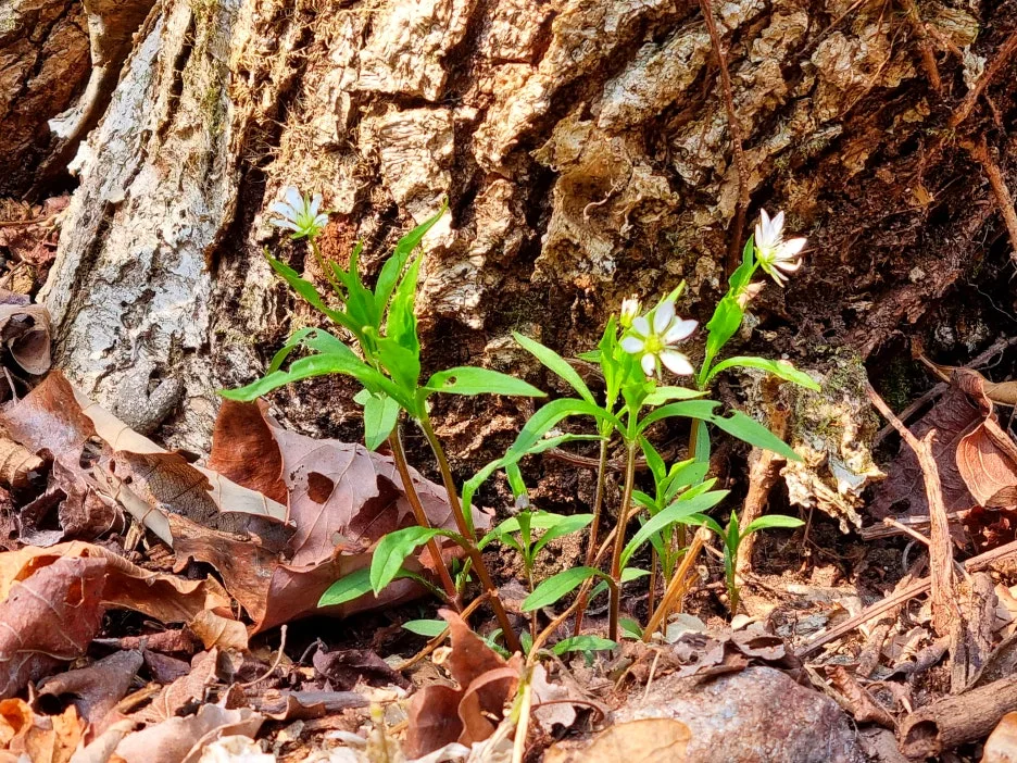 SE-234a0bf3-8b4f-42f4-b103-2804598a20b3.jpg?type=w1