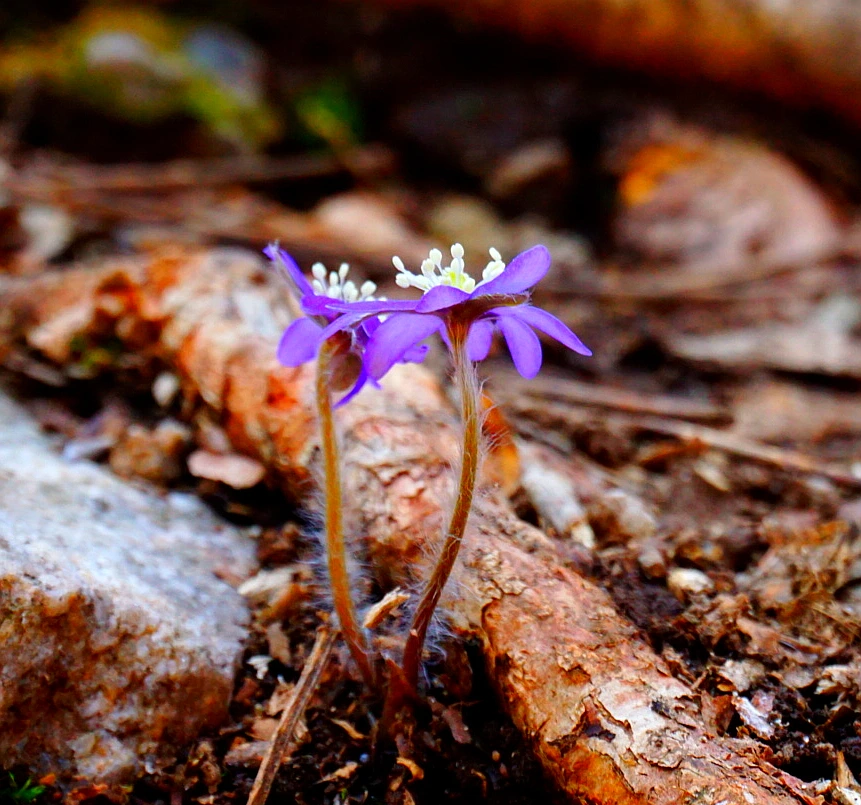 SE-85aa9516-2e1b-45be-8979-c07abf33ba7f.jpg?type=w1