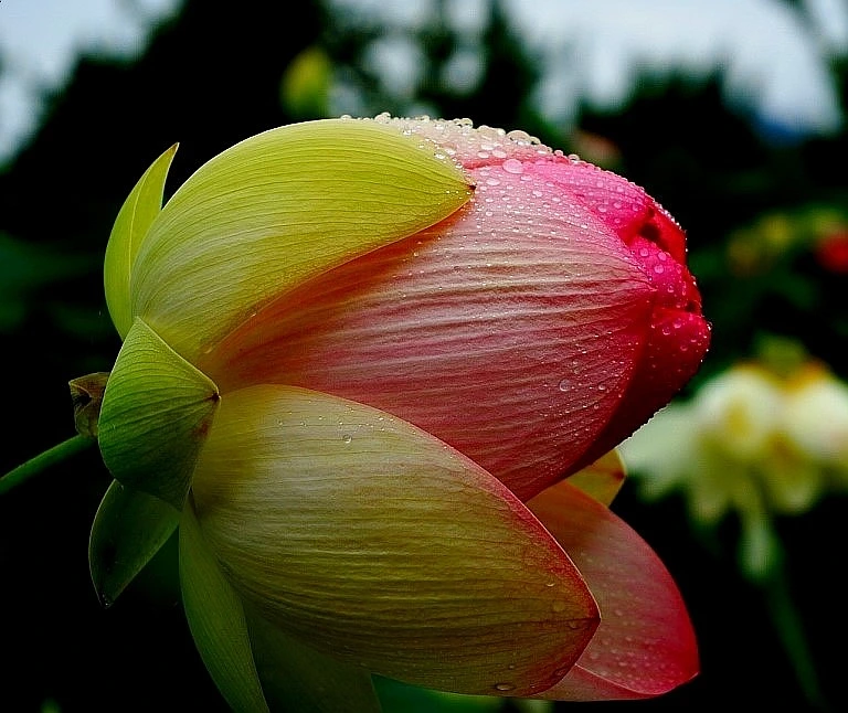 SE-0d82ccbc-e523-44ab-9366-32b2fc5004f2.jpg?type=w1